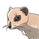 Meerkat