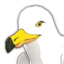 Seagull