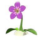 Impatient Walking Flower
