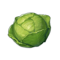 Cabbage
