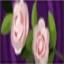 Camellias