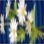 Daisies