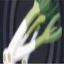 Leek