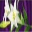 Lilies