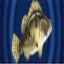 Rockfish
