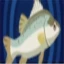 Sea Bass