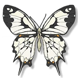 Phoenix Butterfly