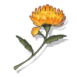 日冕菊